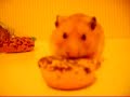 Hamster Mania