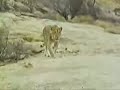 Christian The Lion (Spanish)
