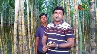 গ্যান্ডারী(Sugarcane)- এক...