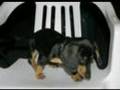 Dachshund Yuna Perrita Salchicha