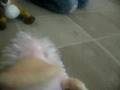 Webkinz 