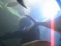 Atlantic City Aquairum Live dive show
