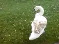 Swans in England..xD