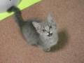 Cutie catie.wmv