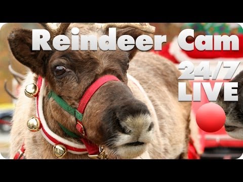Santa's Reindeer Cam Streaming LIVE 24/7