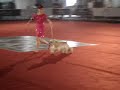 A.K.U Championship Dog Show A.K.U Championship Dog Show