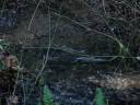 Kennedy Creek chum salmon spawning