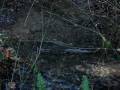 Kennedy Creek chum salmon spawning