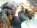Esquilar una Oveja (con Tijeras)