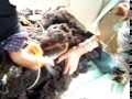 Esquilar una Oveja (con Tijeras)