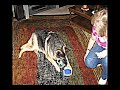 Click here to watch this video Macy (RIP) 2012