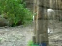 Tigre blanco en el amersfoort dierenpark