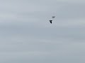 airattack from black tailed godwit