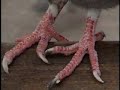 PALOMAS