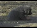Tibeten Rites - Tibetan Mastiff&pups