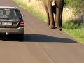 See Angry Elephant think about crushing the car with people in Shocking