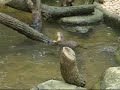 Otters @ Singapore Zoo