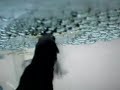 Betta fry 21 hours after hatching