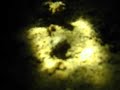 Bobtail squid Bobtail squid