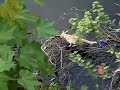 Cat fishing for a dead fish