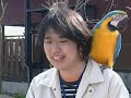 Parrot which is smarter than humans