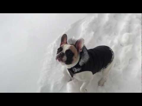 Labrador Retriever Helps French Bulldog In Snow