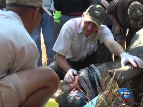 Dinokeng Game Reserve ‘poisons’ horns to combat rhino poaching Dinokeng Game Reserve ‘poisons’ horns to combat rhino poaching