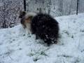 Fiyero + Merlin im Schnee 3