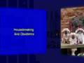 Dog Kennel Internet Marketing Online Video Advertising