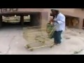 funny videos of people 