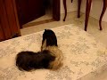 Luly, a teacup yorkshire playing with pinscher