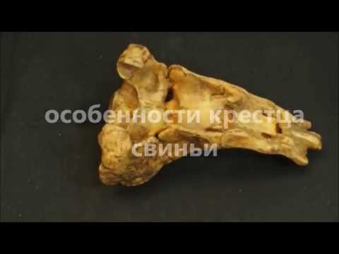 Крестцовые позвонки домашних животных