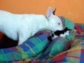 bullterrier and the kitten
