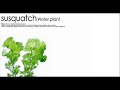 Susquatch - Ceto Susquatch - Ceto