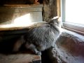 Ella watching birds