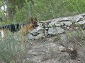 люгер запомнил запах