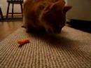 My Cat Eating A Cheeto. My Cat Eating A Cheeto.