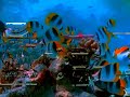 Finding Nemo Finding Nemo