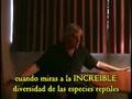 David Icke - Avistamientos De Cambio De Forma