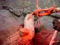Komodo Dragon Babies Video Komodo Dragon Babies Video