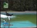Inteligent Dog Inteligent Dog