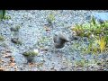 Ouvrez ouvrez la cage aux oiseaux... Ma voli�re grandeur nature - Lartigau - Milhas - 31