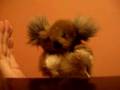Koala Giles: Streamlining Group Discussion
