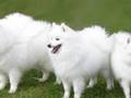 Japanese Spitz by Daesdaemar