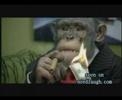 Celebration
