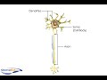 Neuron Structure