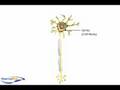 Neuron Structure