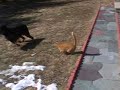 Cat vs dog Cat vs dog