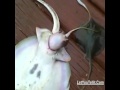 [gempar ke!!] ikan pari melahirkan anak di atas dara (video)