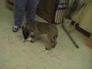 JoeFarm Mal pups